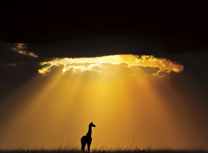 Wallpaper giraffe, sky, landscape, clouds, sun, silhouette, Animals 184472689